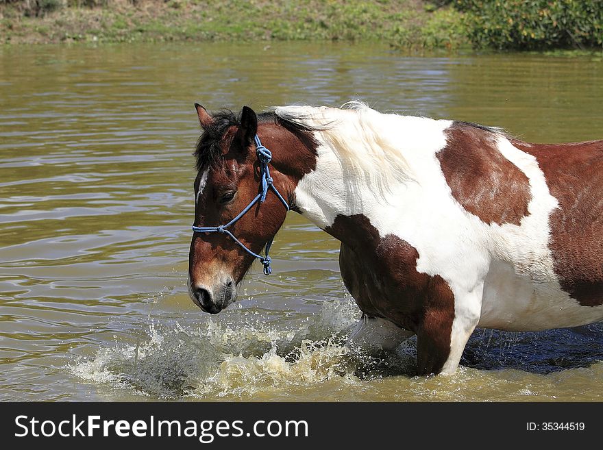 Paint Horse swimming in small dam in South Africa. Paint Horse swimming in small dam in South Africa