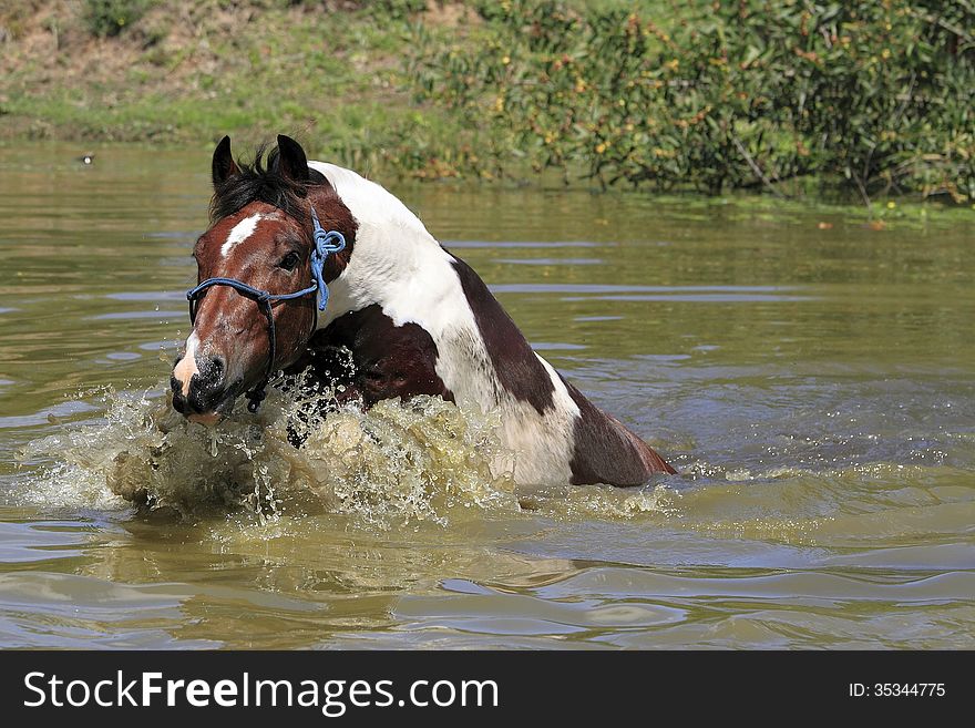 Paint Horse swimming in small dam in South Africa looking at camera. Paint Horse swimming in small dam in South Africa looking at camera