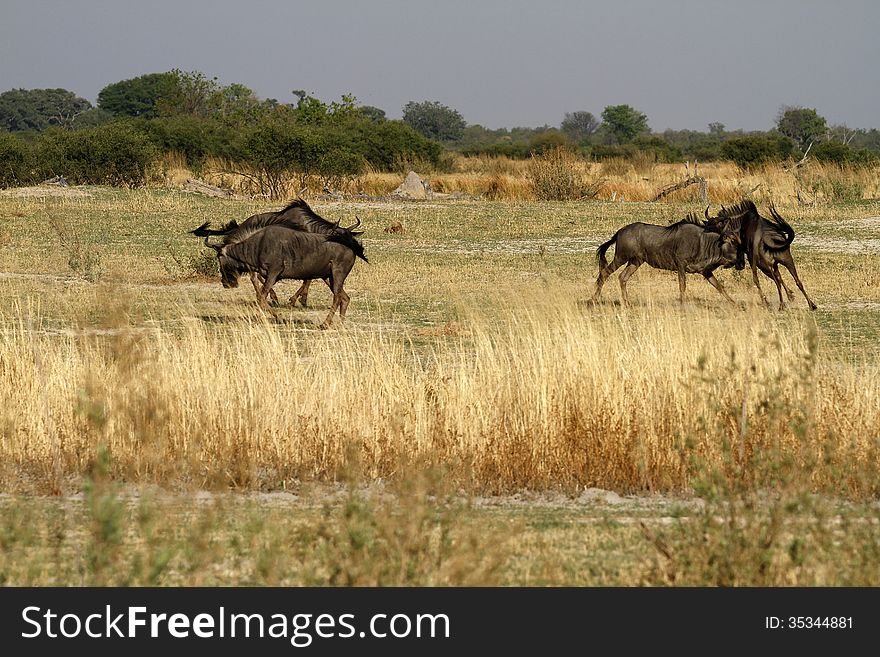 Blue Wildebeest sorting out the hierarchy for the females attention in springtime. Blue Wildebeest sorting out the hierarchy for the females attention in springtime.