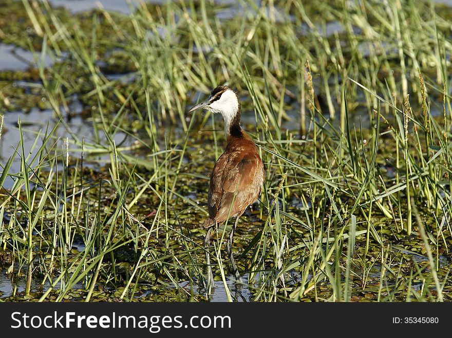 Actophilornis africanus are waders in the Jacanidae family, identifiable by long toes & claws that enable them to walk on floating vegetation. Actophilornis africanus are waders in the Jacanidae family, identifiable by long toes & claws that enable them to walk on floating vegetation.