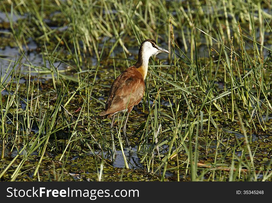 The African Jacana can walk on floating vegetation in the water, this species are found world wide. The African Jacana can walk on floating vegetation in the water, this species are found world wide.