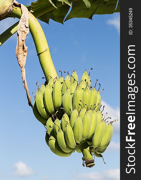 Unripe green-yellow banana bunch on blue sky background. Unripe green-yellow banana bunch on blue sky background