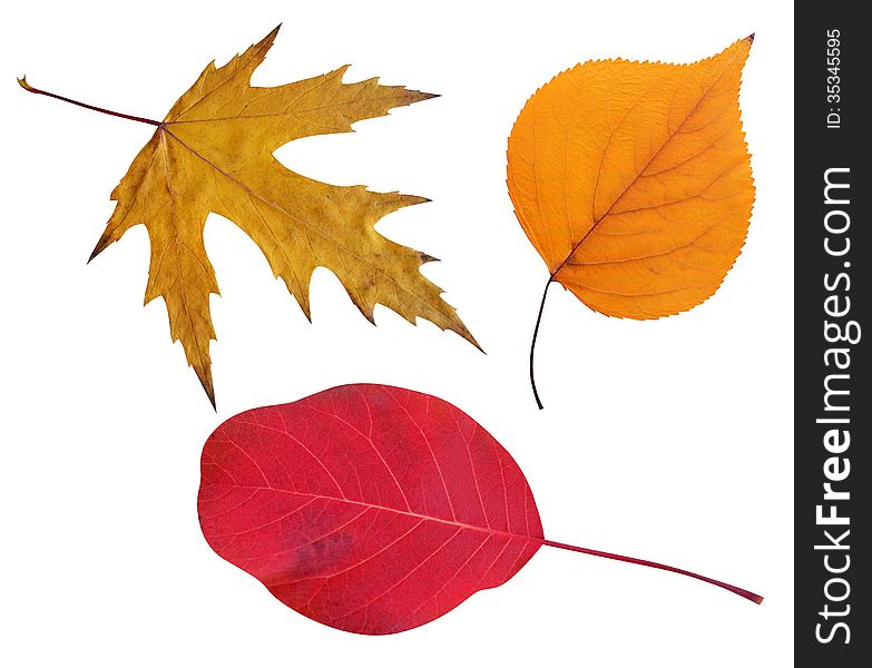 Fall leaves on a white background