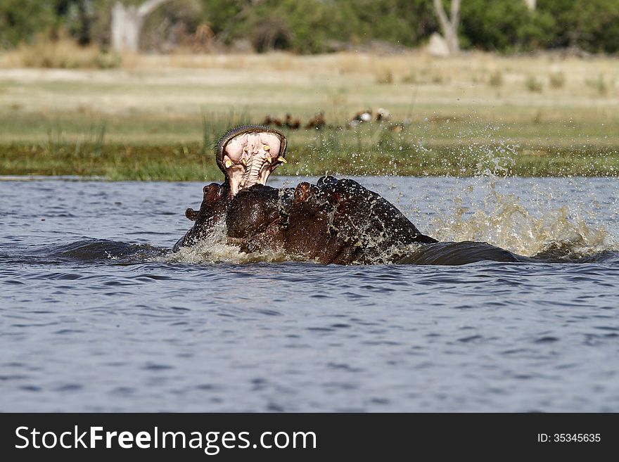 Dominant male Hippos, often during the dry season have territory battles for the best pools. Dominant male Hippos, often during the dry season have territory battles for the best pools.