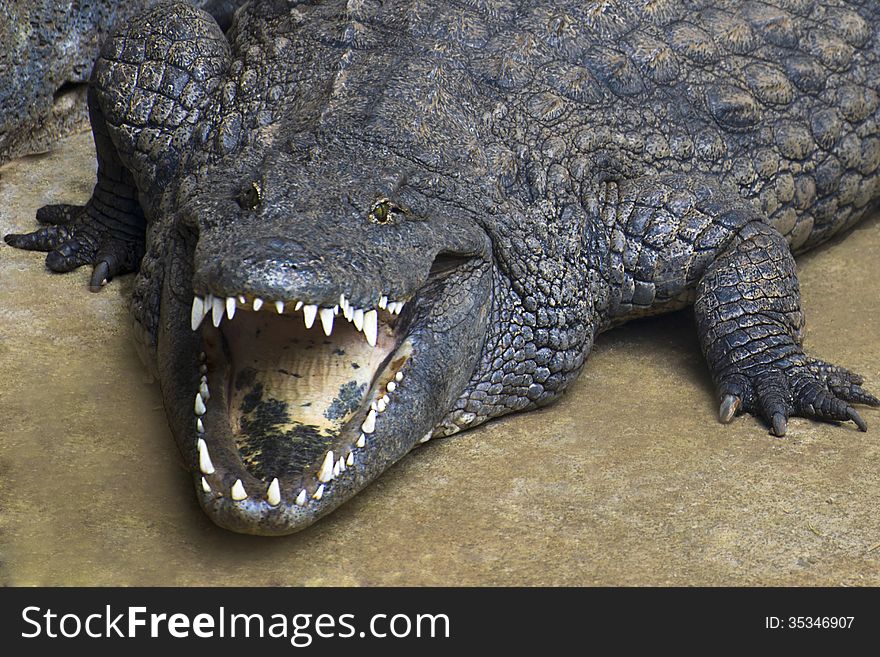 Dread crocodile with open jaw. Dread crocodile with open jaw