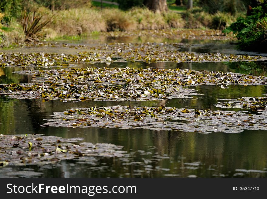 A small pond full of green pond plants.