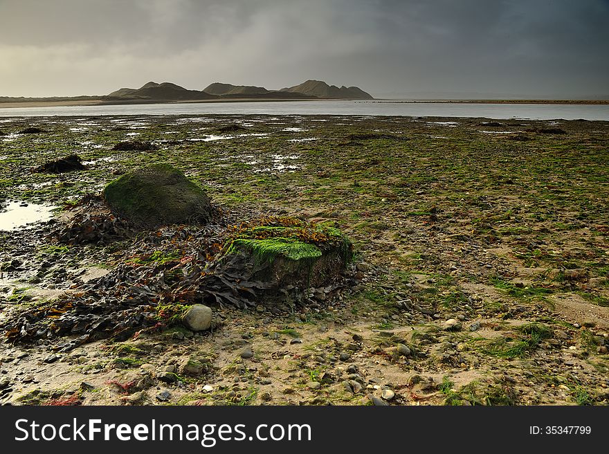 Seaweed on a Beach