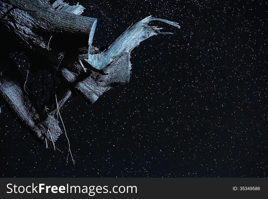 A tree branch with beautiful clear night sky in the background.