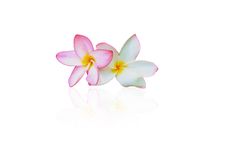 Frangipani Flowers Royalty Free Stock Image Frangipani Flowers Royalty Free Stock Image