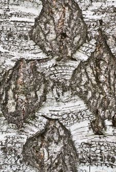 Bark Of Old Birch Royalty Free Stock Photography