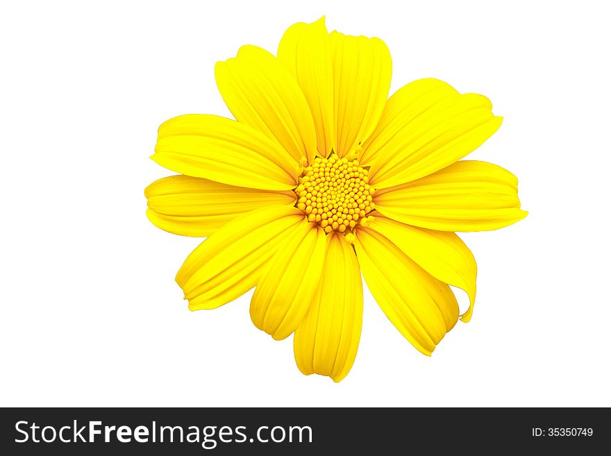 Close up Mexican Sunflower Weed isolated on white background