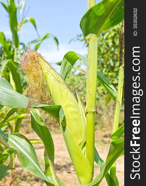 Green Corn Cluster On A Field