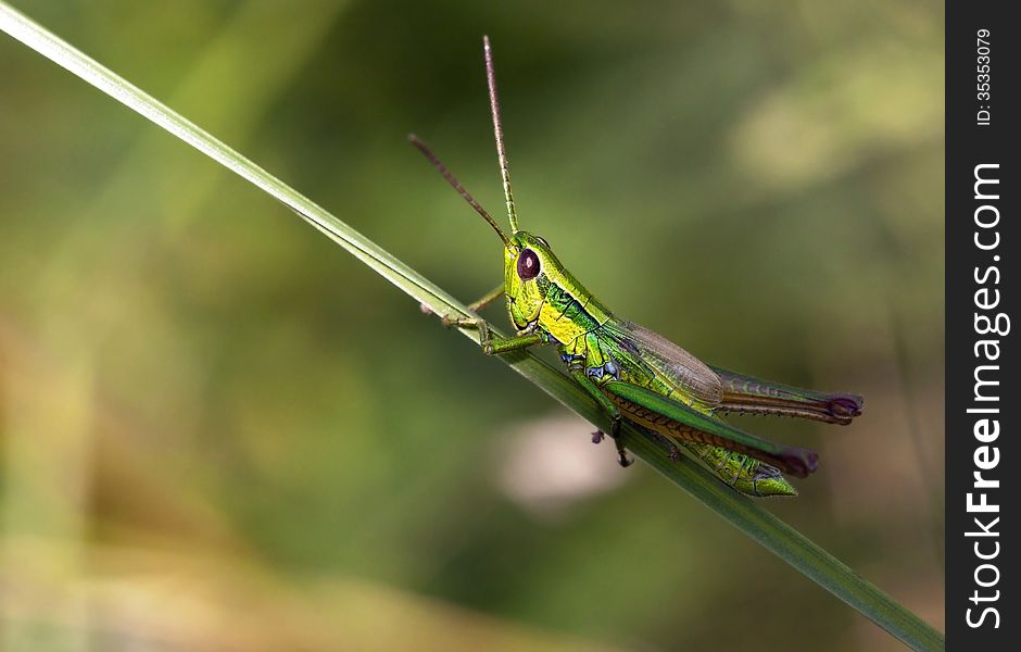 Green locust relaxing on a leaf