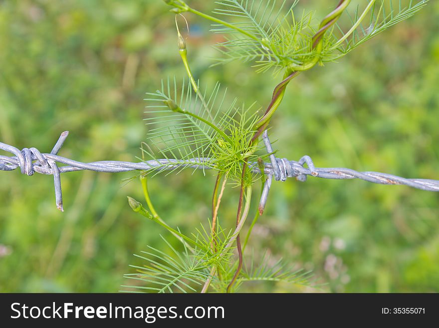 Abstract nature, climbing plant grows over barbed wire