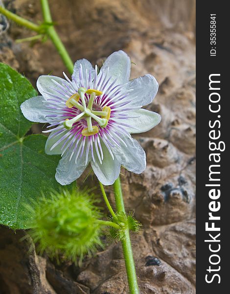 Flower from Thailand, Passiflora foetida, Fetid passionflower, Scarlet fruit passionflower, Stinking passionflower