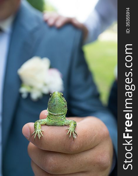 Green lizard in the man's hand