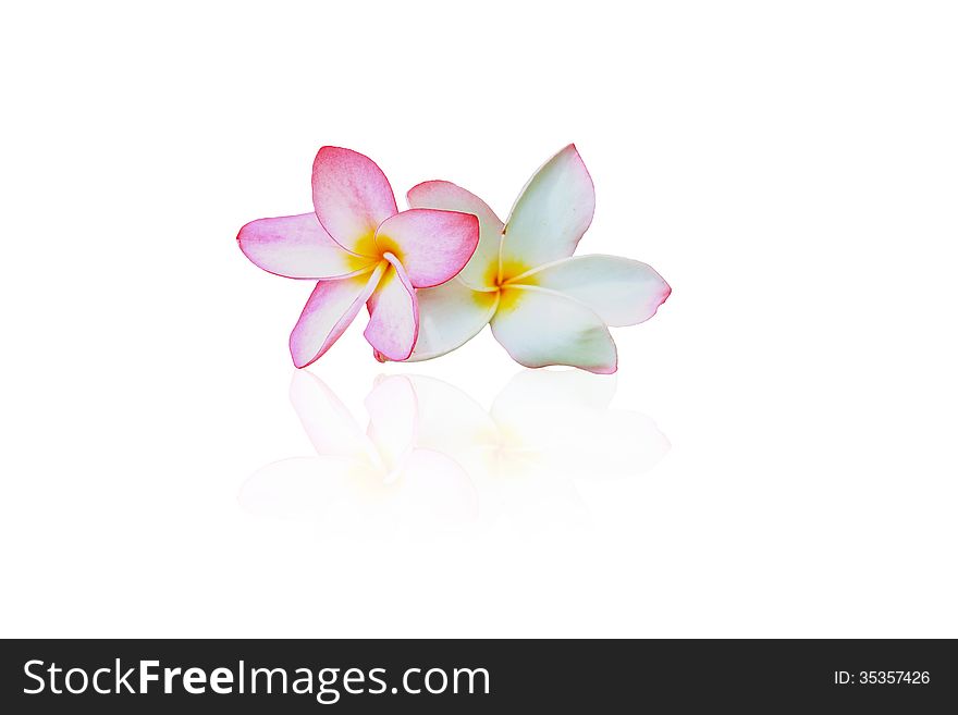 Close up shot for frangipani flowers on white background