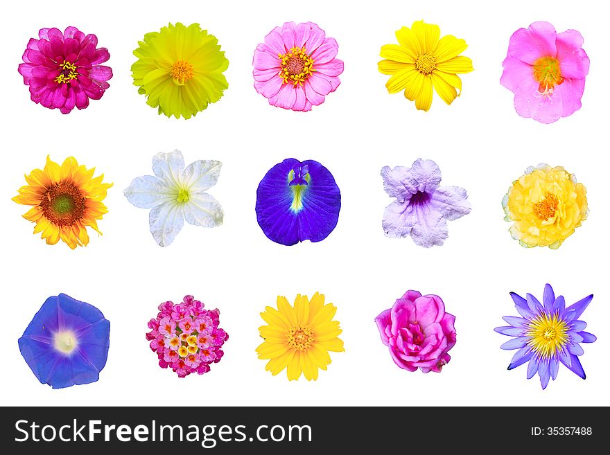 Set flowers isolated on white background from Thailand. Set flowers isolated on white background from Thailand