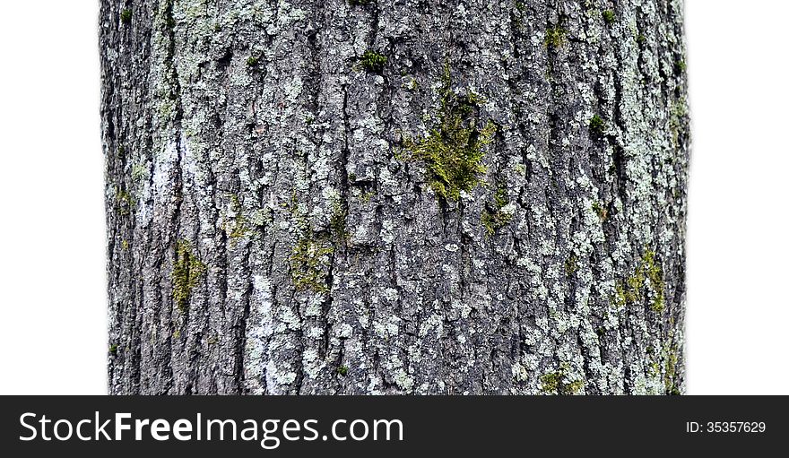 A fragment of old tree on a white background