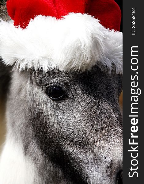 Miniature Stallion Horse with Christmas hat, focus on the eye