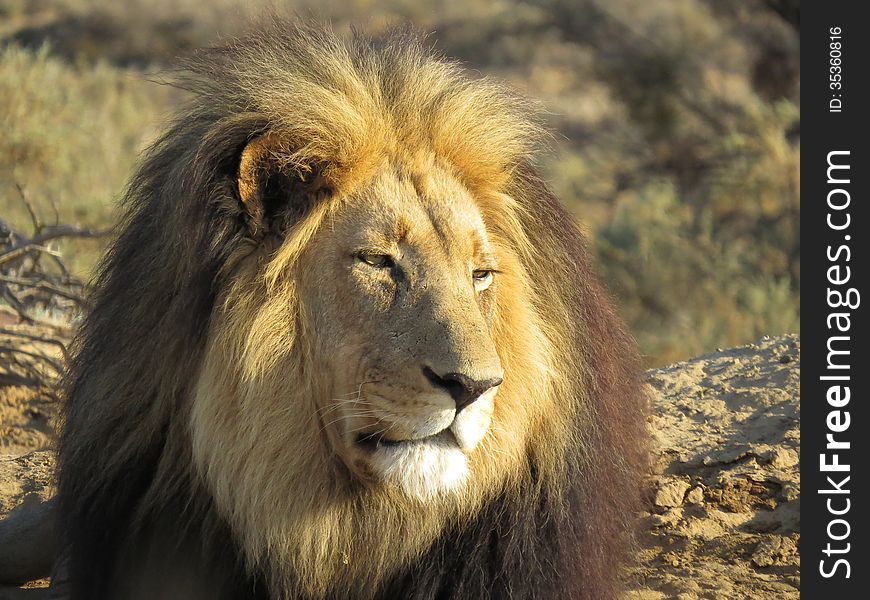 Black-maned lion (Panthera leo) in afternoon light at a South African game reserve. Black-maned lion (Panthera leo) in afternoon light at a South African game reserve.