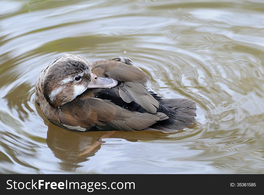 Duck bathing and preening on a pond close-up. Duck bathing and preening on a pond close-up.