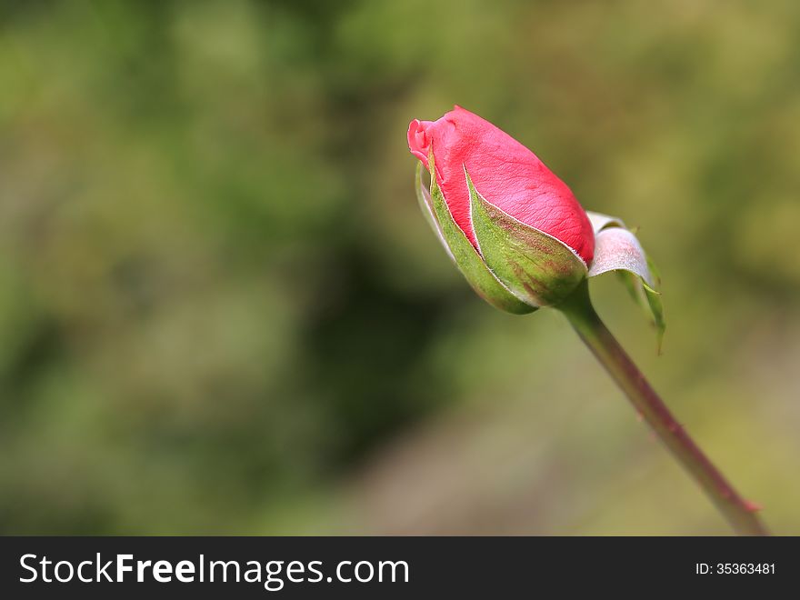 Blurred in the background red rose bud
