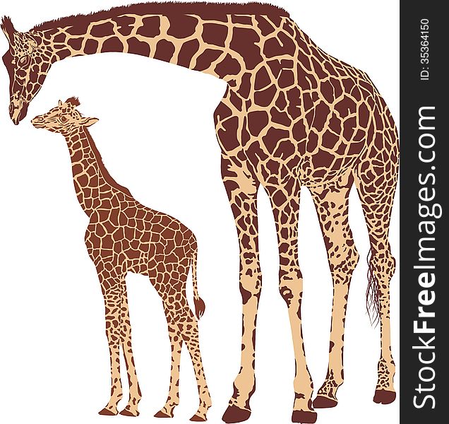 Vector illustration of mother and young giraffe. Vector illustration of mother and young giraffe