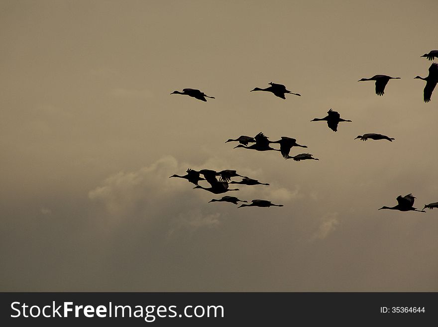 Sandhill cranes in their nesting grounds