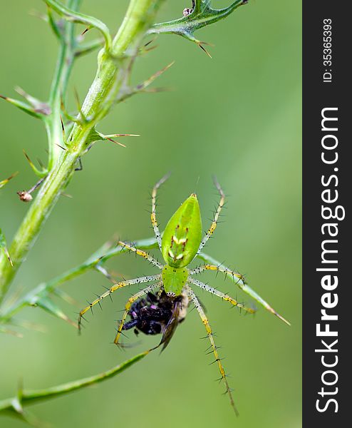 Green Lynx Spider (Peucetia viridans) with prey