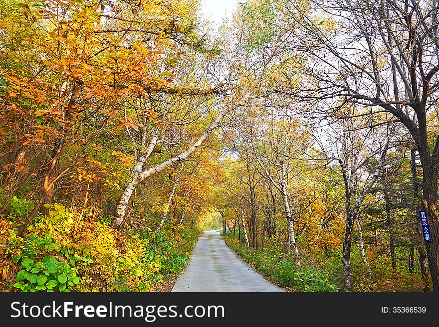 The autumn woods and path