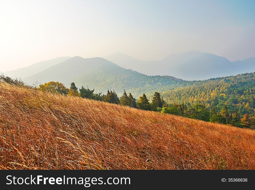 The high mountain meadow