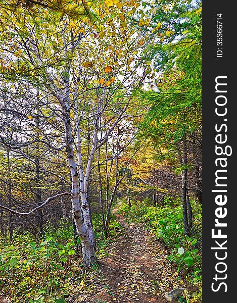The white birch and path _ autumnal scenery