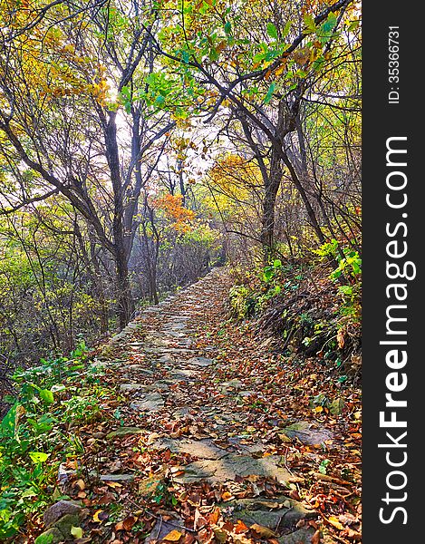 The fallen leaves and path _ autumnal scenery