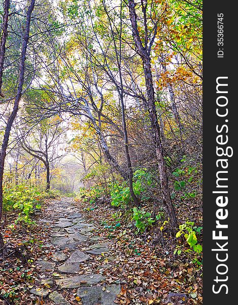 The fallen leaves and gobbet path _ autumnal scene