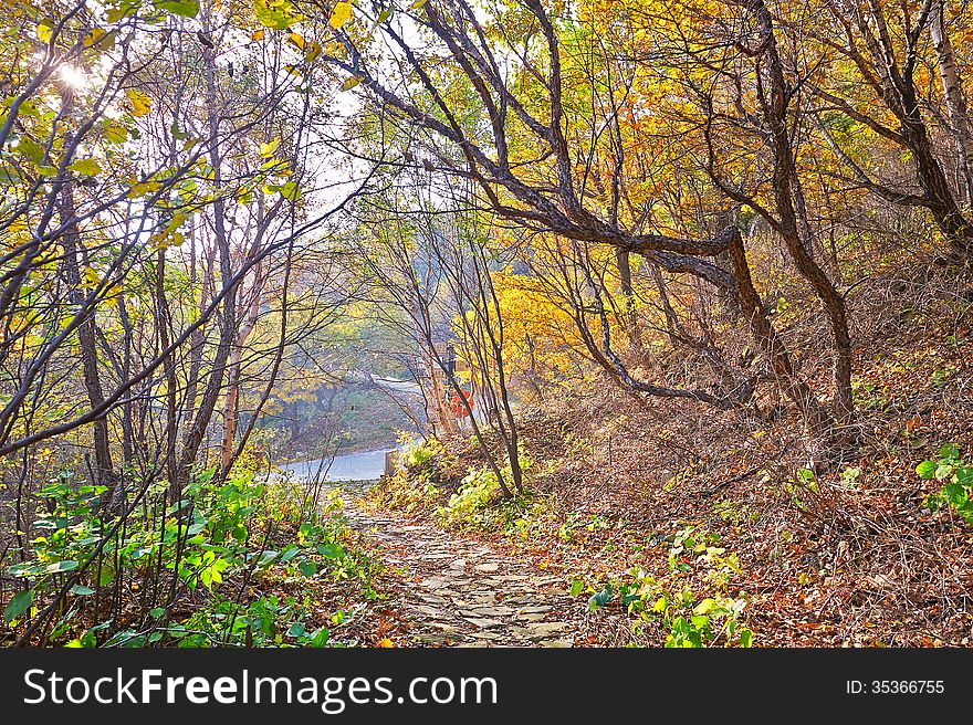 The Fallen Golden Leaves _ Autumnal Scenery