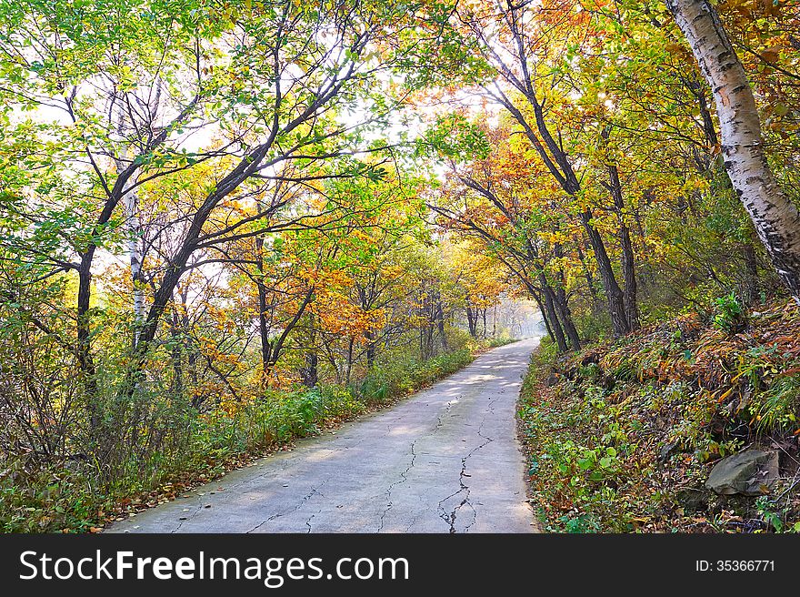 The autumn trees and path autumnal scenery