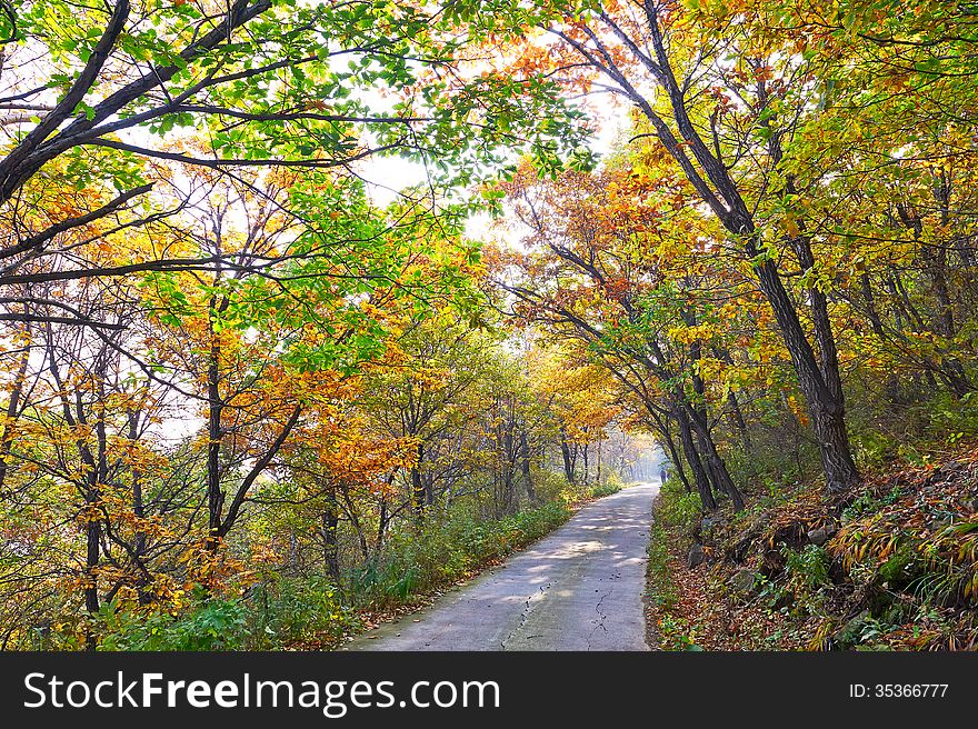 Autumnal scenery and deepandserene path