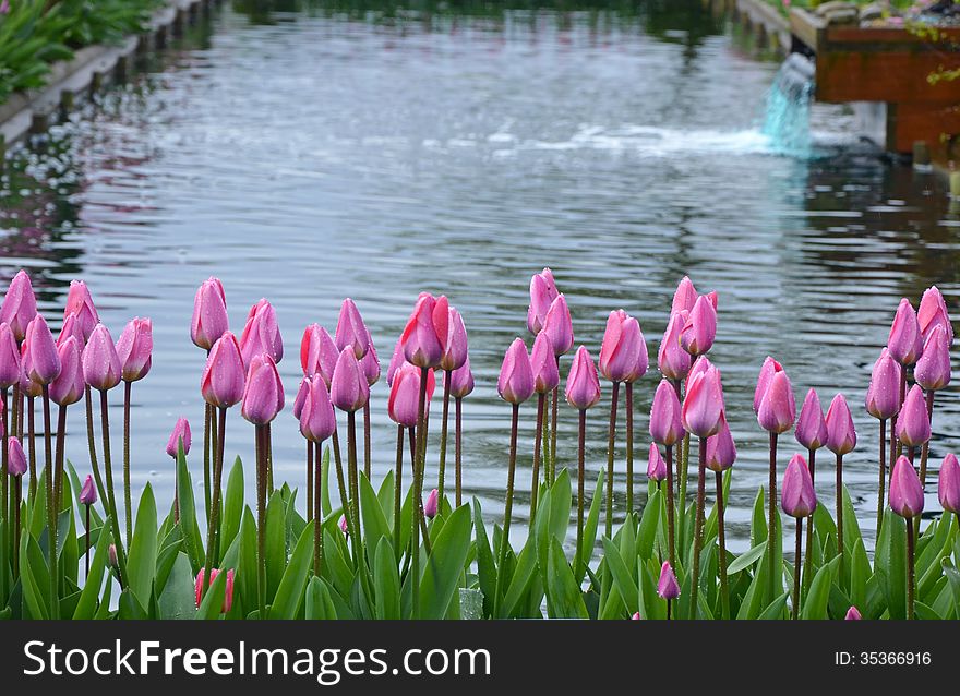 Beautiful pink spring tulips growing next to garden pond