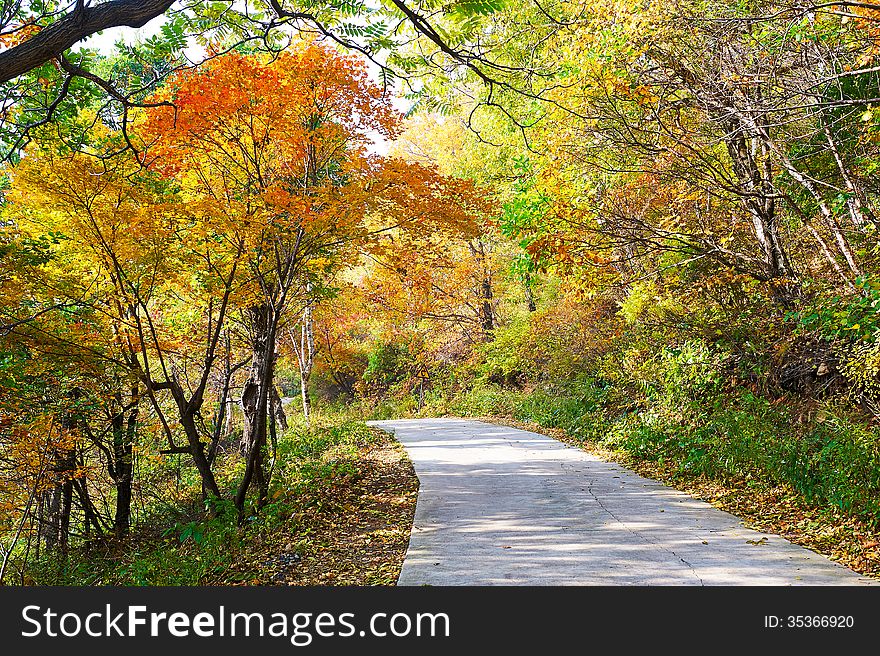 The deepandserene forest _ autumnal scenery