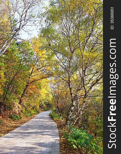 The quiet forest path _ autumnal scenery