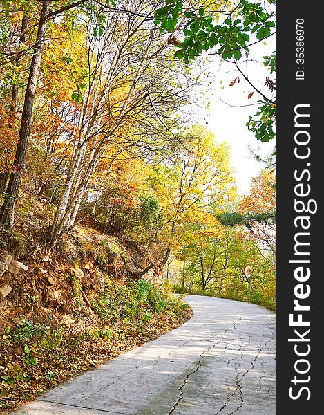 The Quiet Bend Path _ Autumnal Scenery