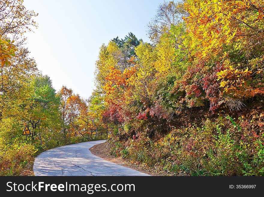 The colourful leaves path _ autumnal scenery