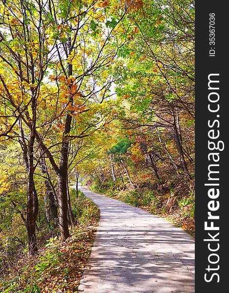 A deepandserene forest path _ autumnal scenery