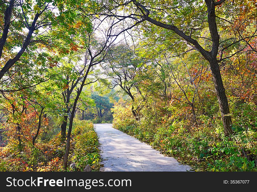 The multicolor forest path _ autumnal scenery