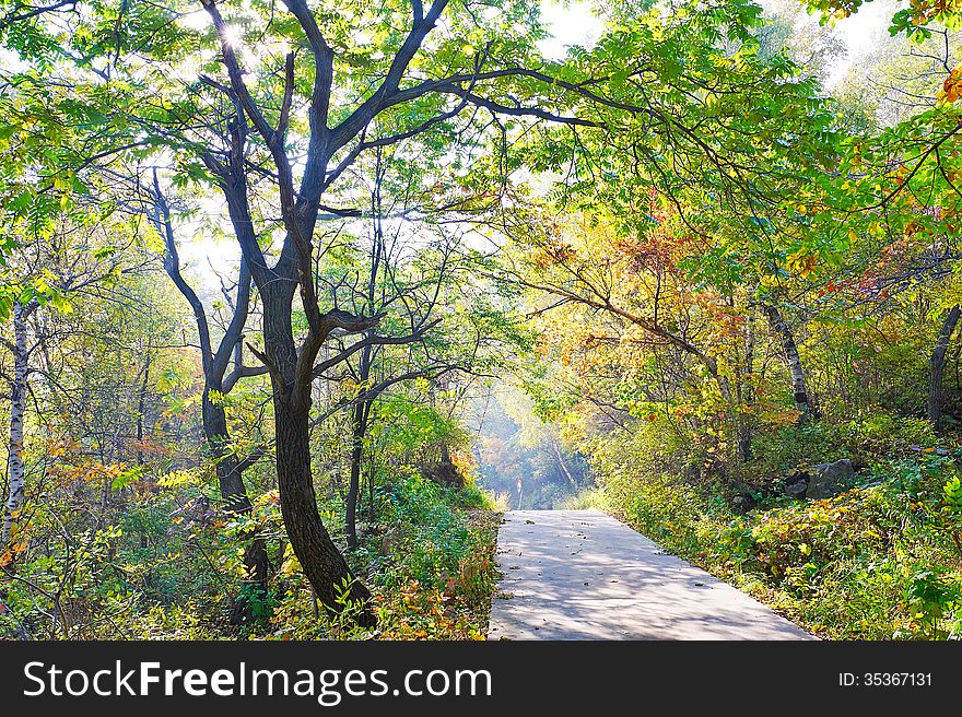 The Pretty Trees _ Autumnal Scenery