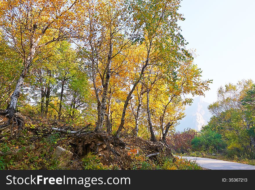 The Golden Birch Leaves _ Autumnal Scenery