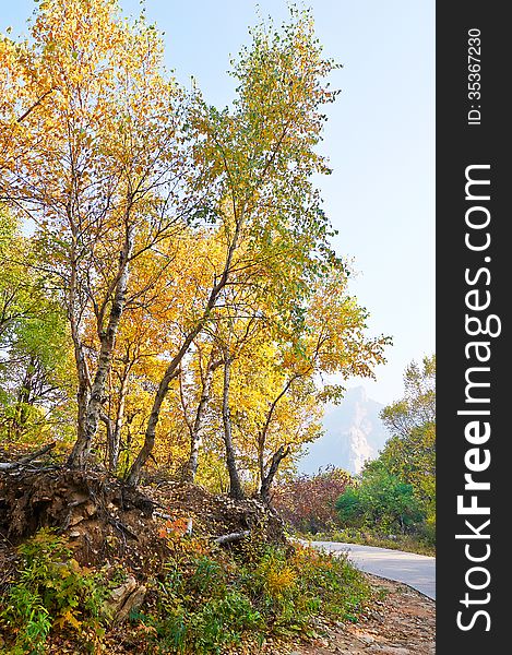 The golden birch leaves and path _ autumnal scenery