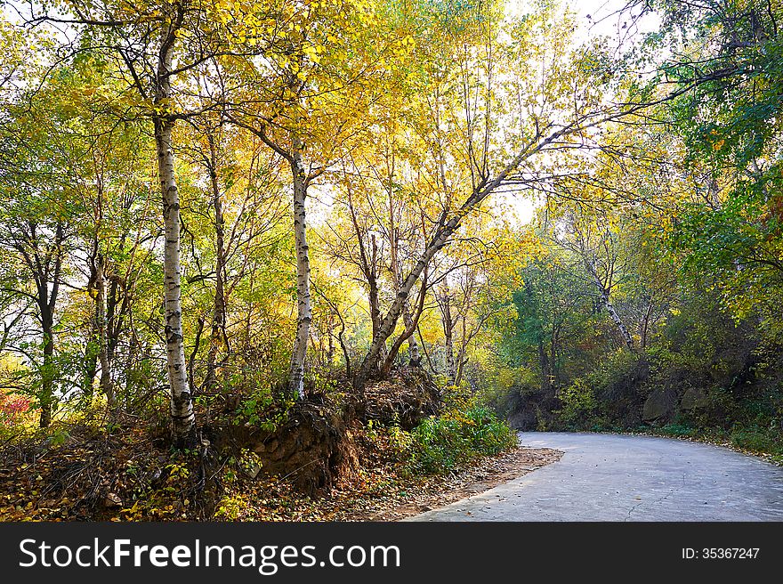 The birch and path _ autumnal scenery