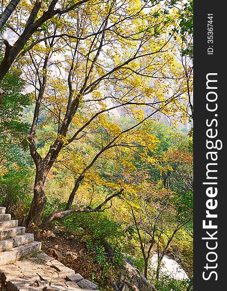 The trees and stone step _ autumnal scenery